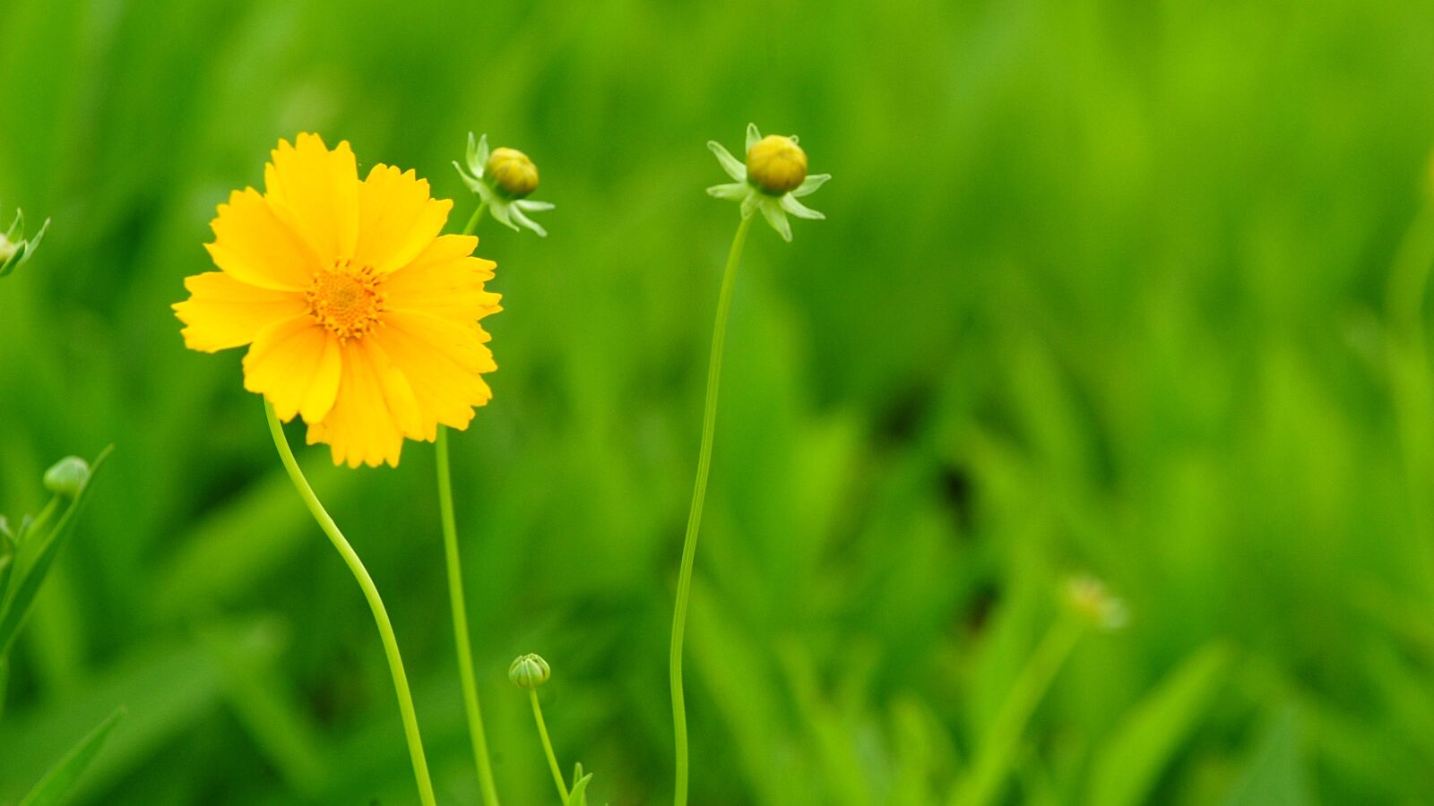 Fujifilm FinePix S3 Pro sample photo. Flowers, yellow, nature photography