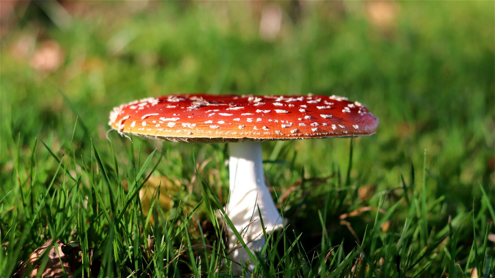 Canon EF 70-300 F4-5.6 IS II USM sample photo. Fly agaric, toxic, spotted photography