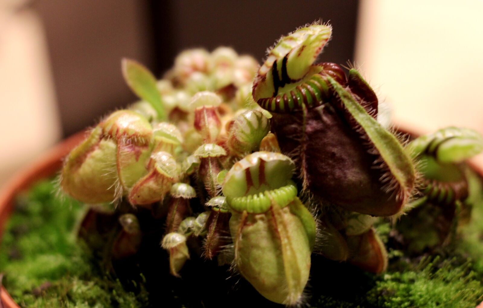 Canon EOS 600D (Rebel EOS T3i / EOS Kiss X5) sample photo. Nepethus, pitcher plant giant photography