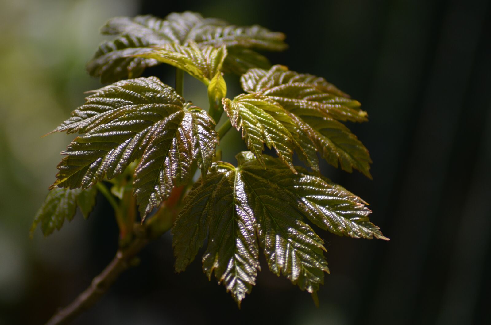 Nikon D5100 sample photo. Leaf, maple, walk in photography