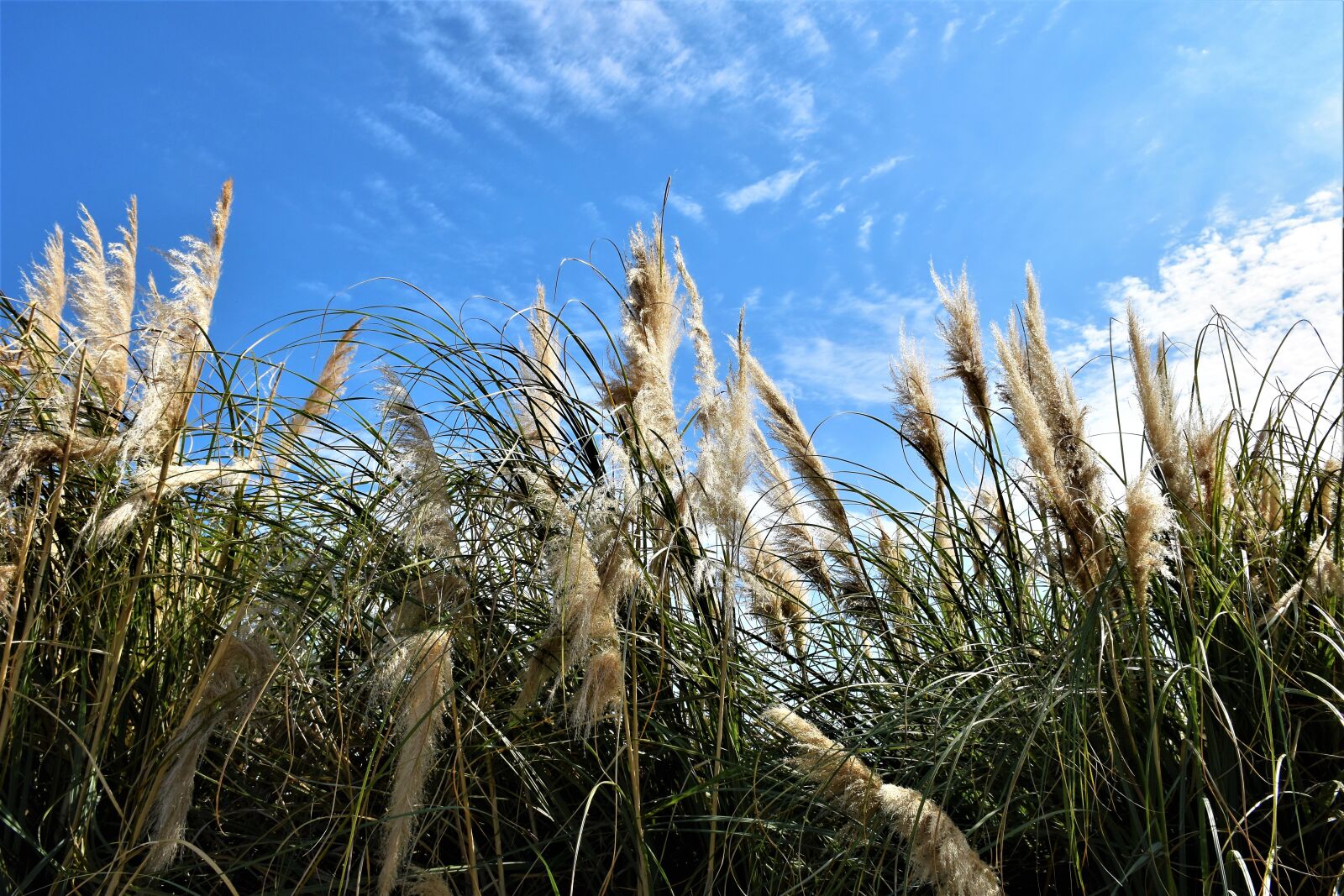 Nikon D5500 sample photo. Background, wallpaper, sky photography