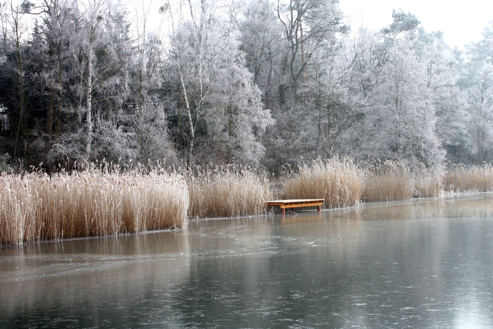 Canon EOS 450D (EOS Rebel XSi / EOS Kiss X2) sample photo. Lake, winter, wintry photography