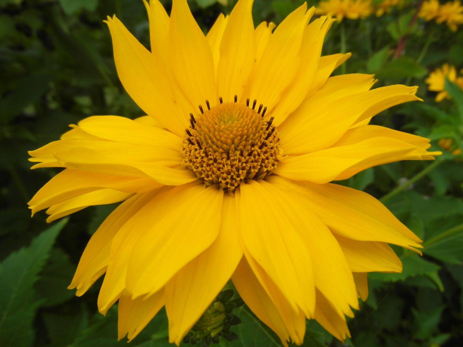Samsung WB750 sample photo. S oneczniczek rough, z photography