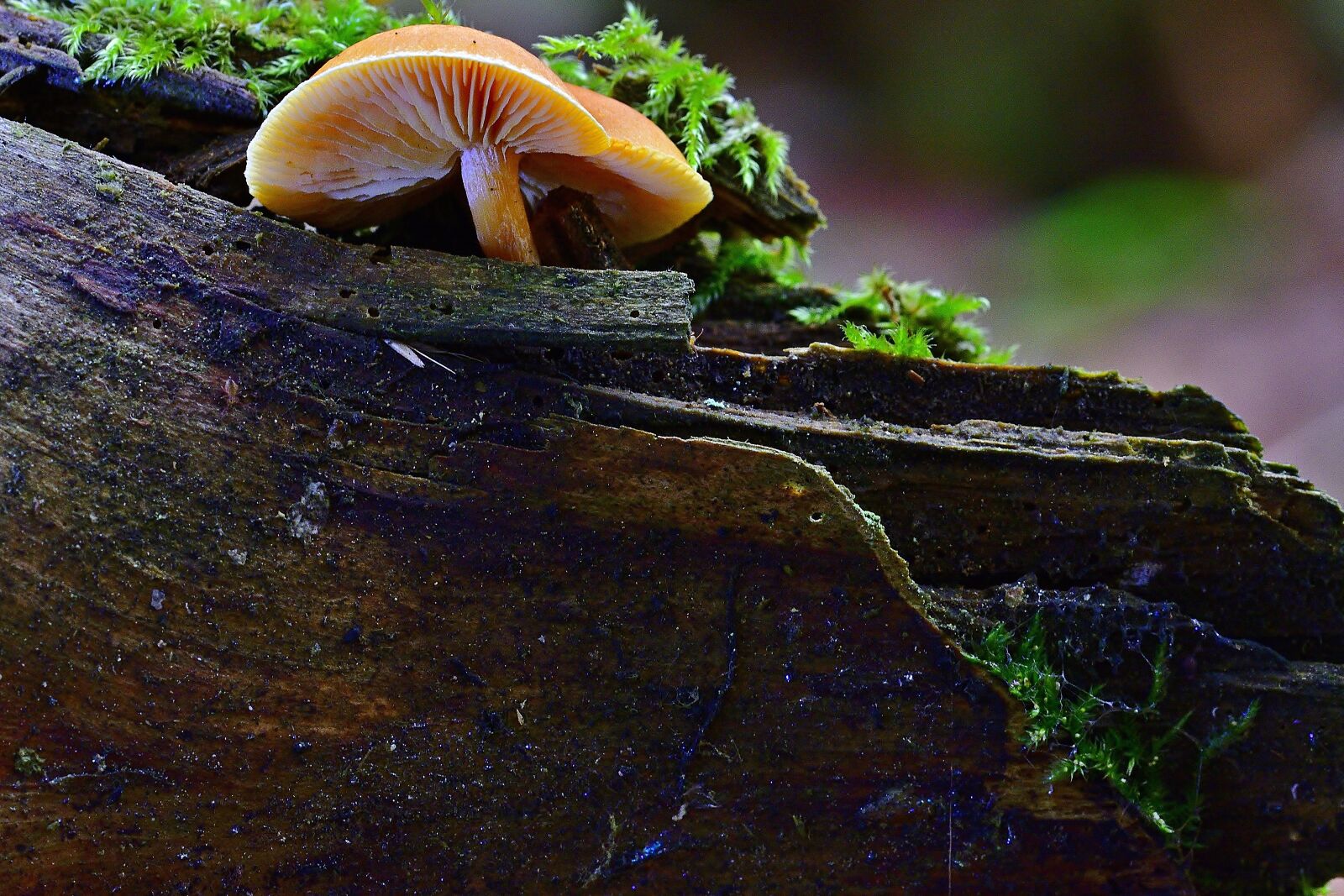 Nikon D5200 sample photo. Nature, forest, mushroom photography