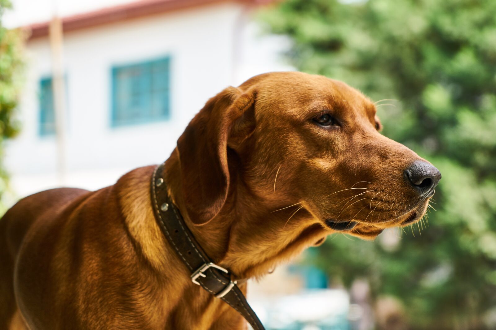 Sony a7R II sample photo. Dog, hunt, animal photography