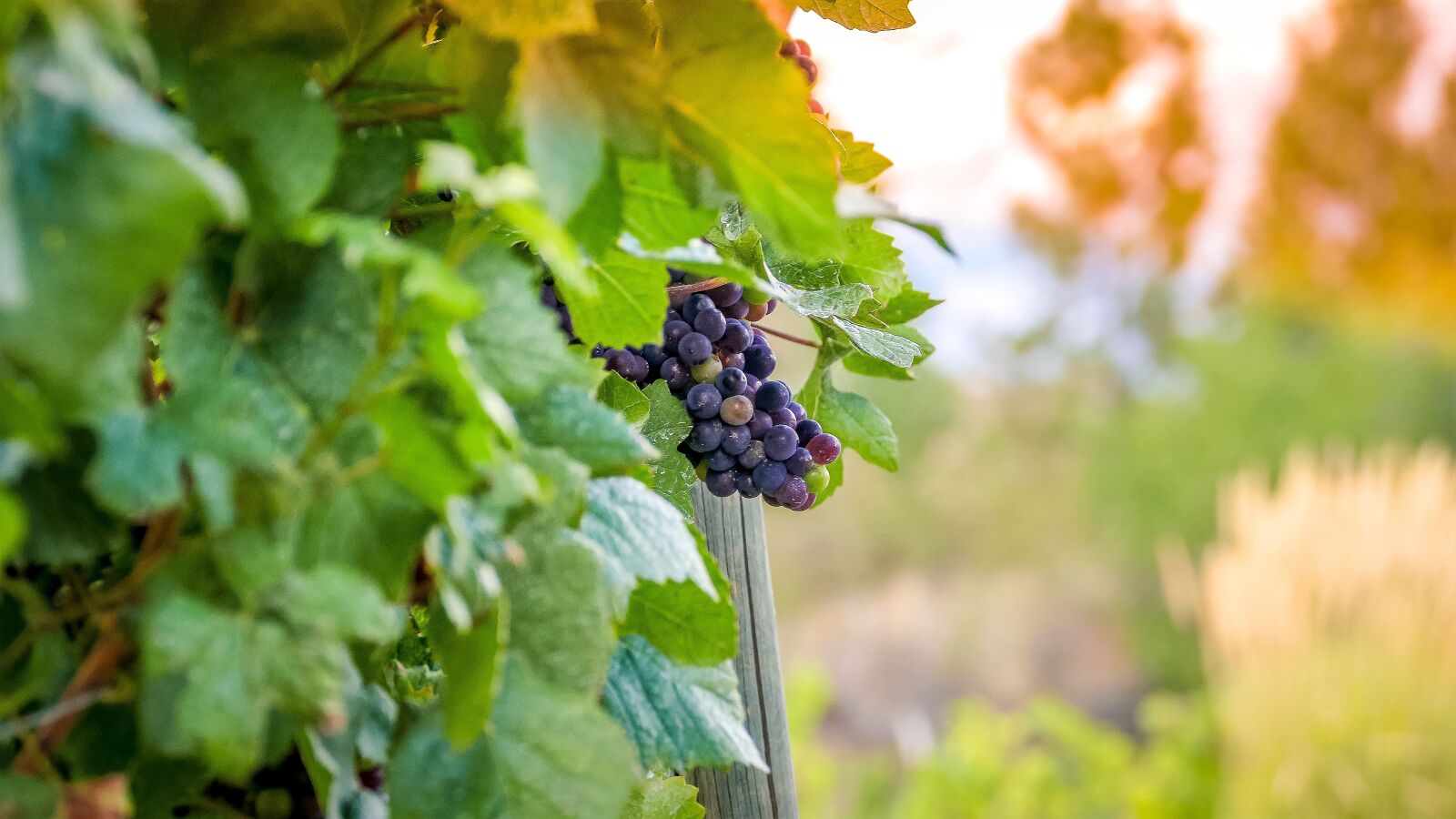 Panasonic Lumix DMC-FZ1000 sample photo. Wine, grapes, vineyard photography