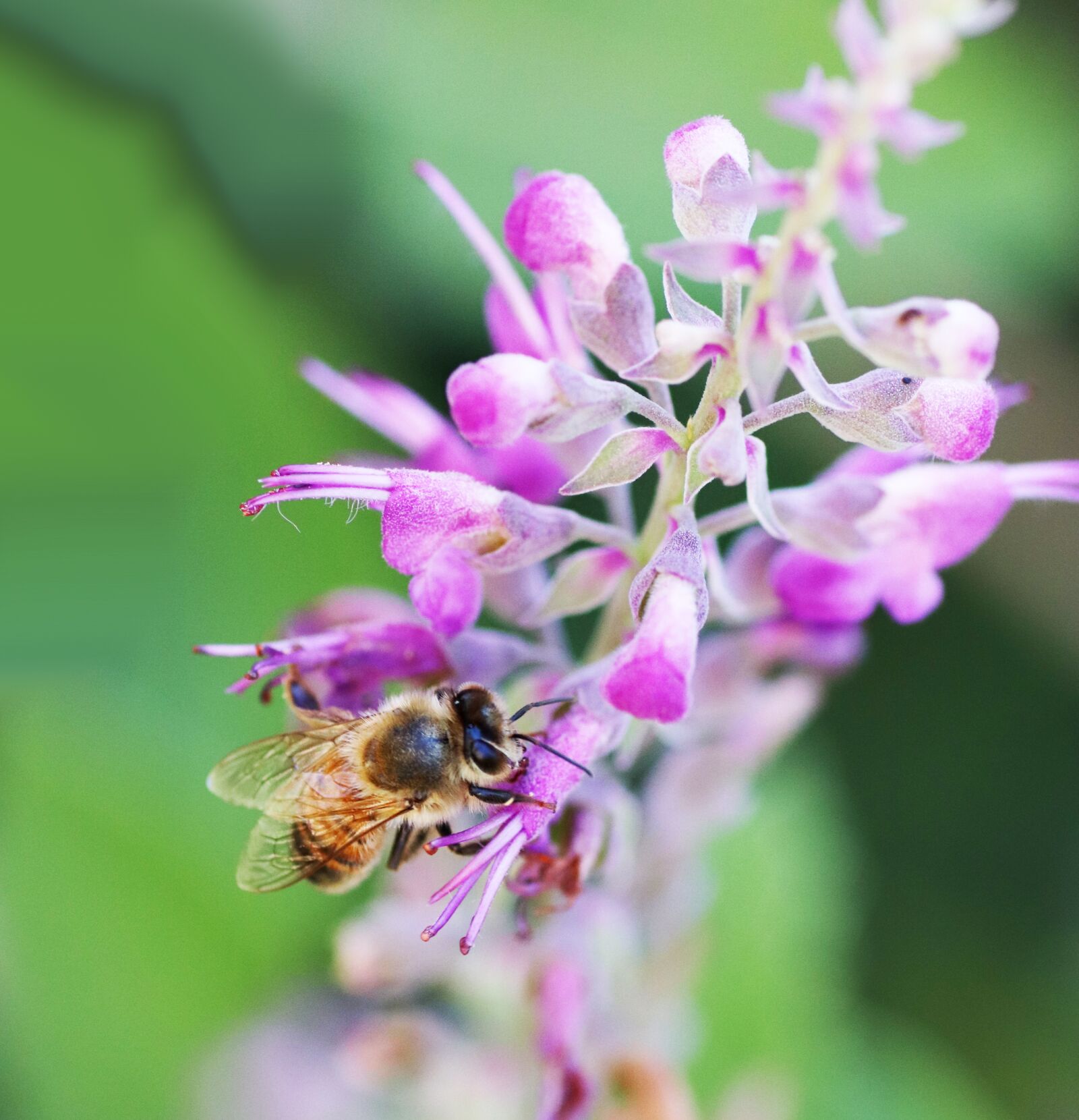 Tamron SP 90mm F2.8 Di VC USD 1:1 Macro sample photo. Bee insect, pollen, pink photography