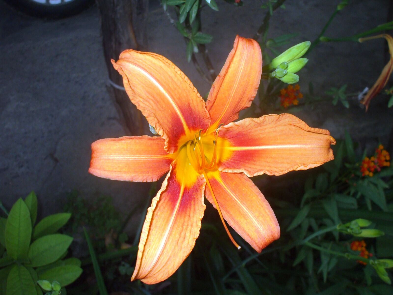 Fujifilm FinePix A800 sample photo. Petals, nature, flower photography