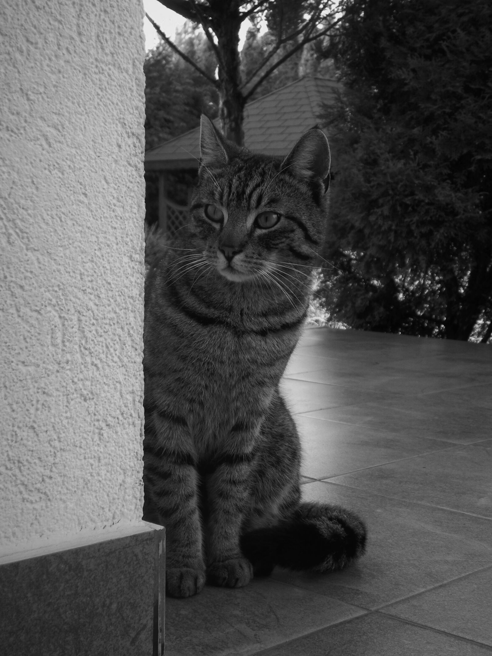 Nikon Coolpix P100 sample photo. Cat photography