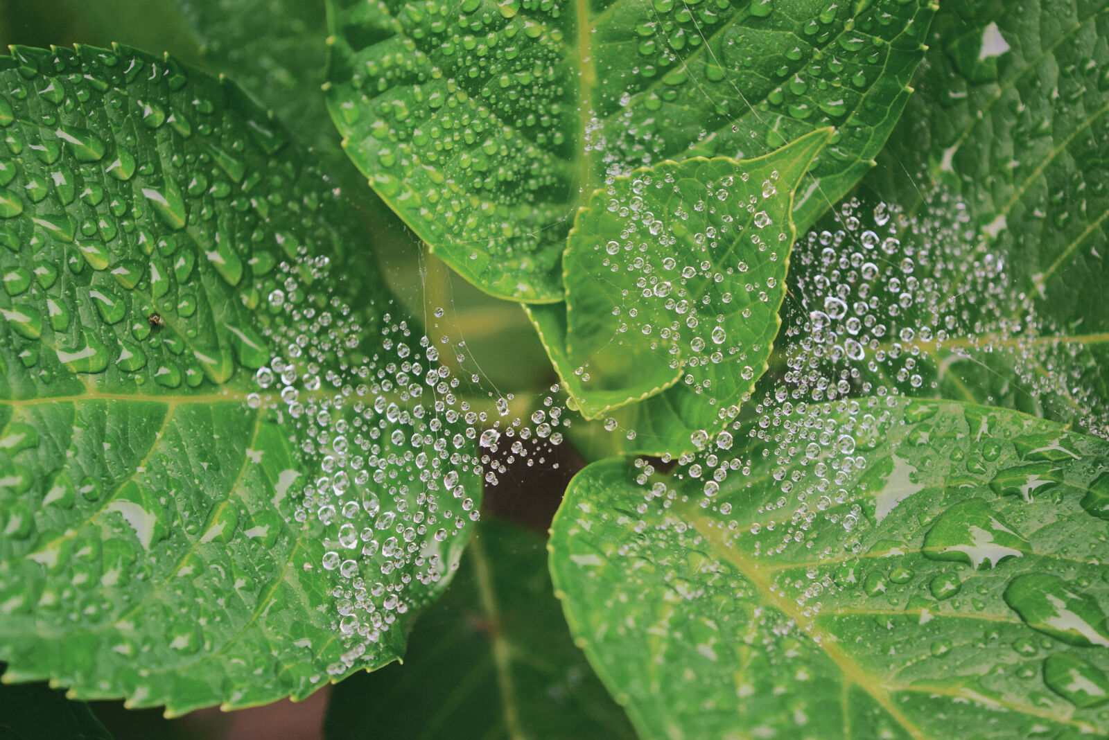 Nikon D5300 sample photo. Wet, green, leaves, plant photography