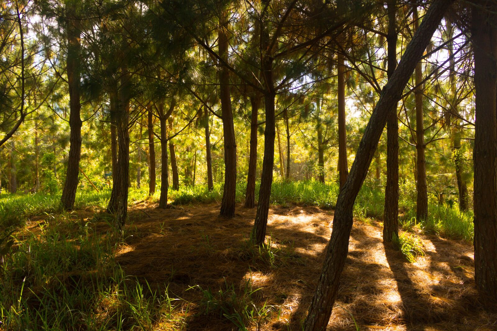 Canon EOS 750D (EOS Rebel T6i / EOS Kiss X8i) sample photo. Forest, tree, landscape photography