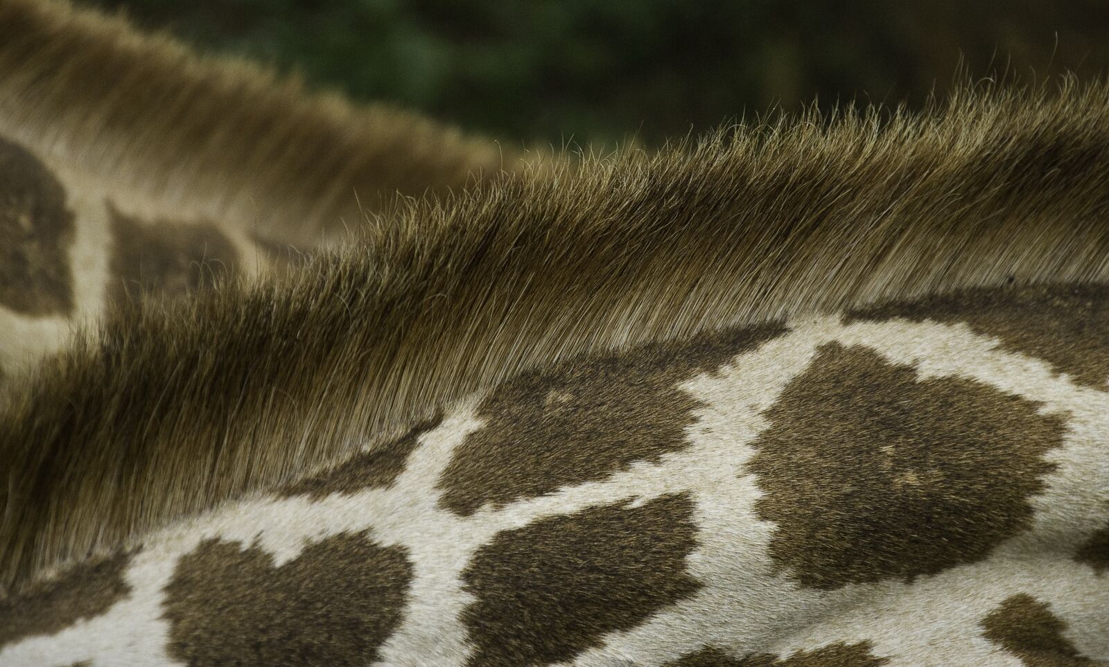 Nikon D200 sample photo. Animal, fur, giraffe photography