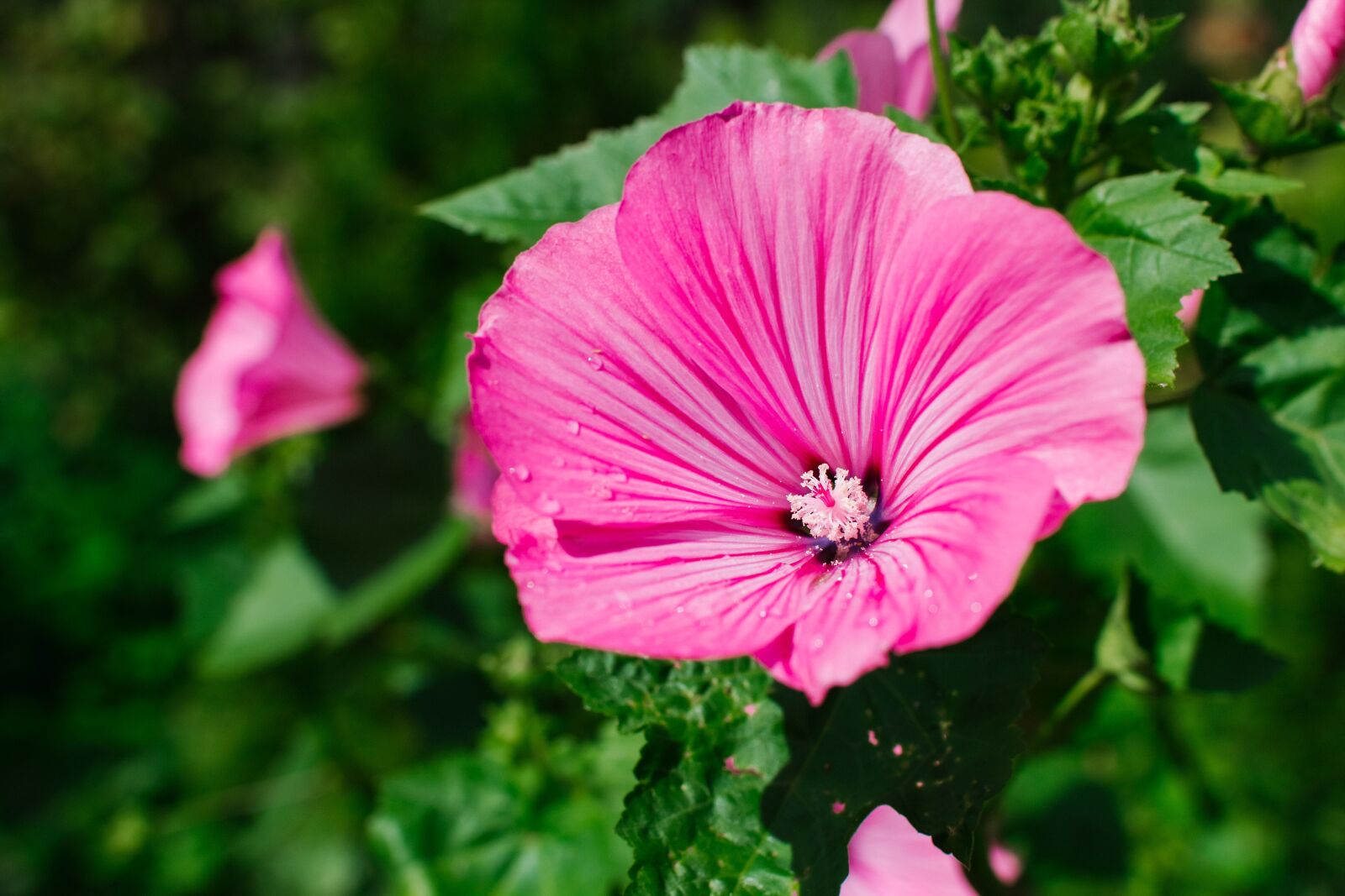 Canon EOS 60D sample photo. Lavatera, flower, flowers photography
