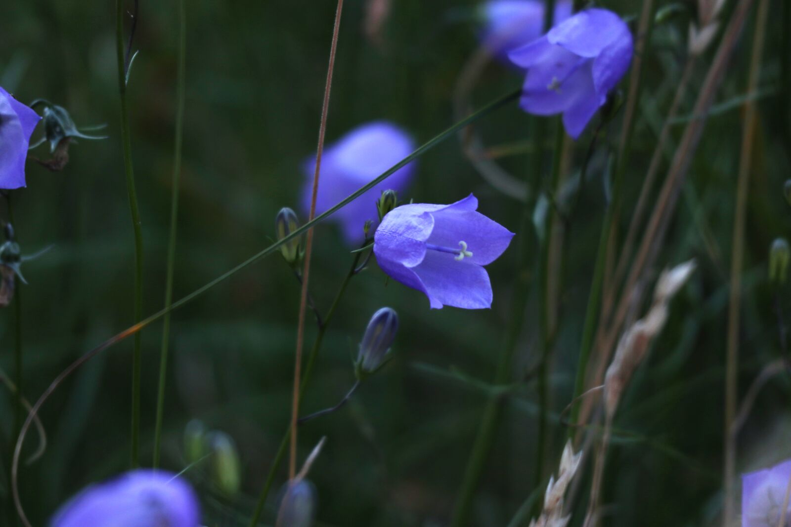 Canon EF-M 55-200mm F4.5-6.3 IS STM sample photo. Bellflower, blue, nature photography
