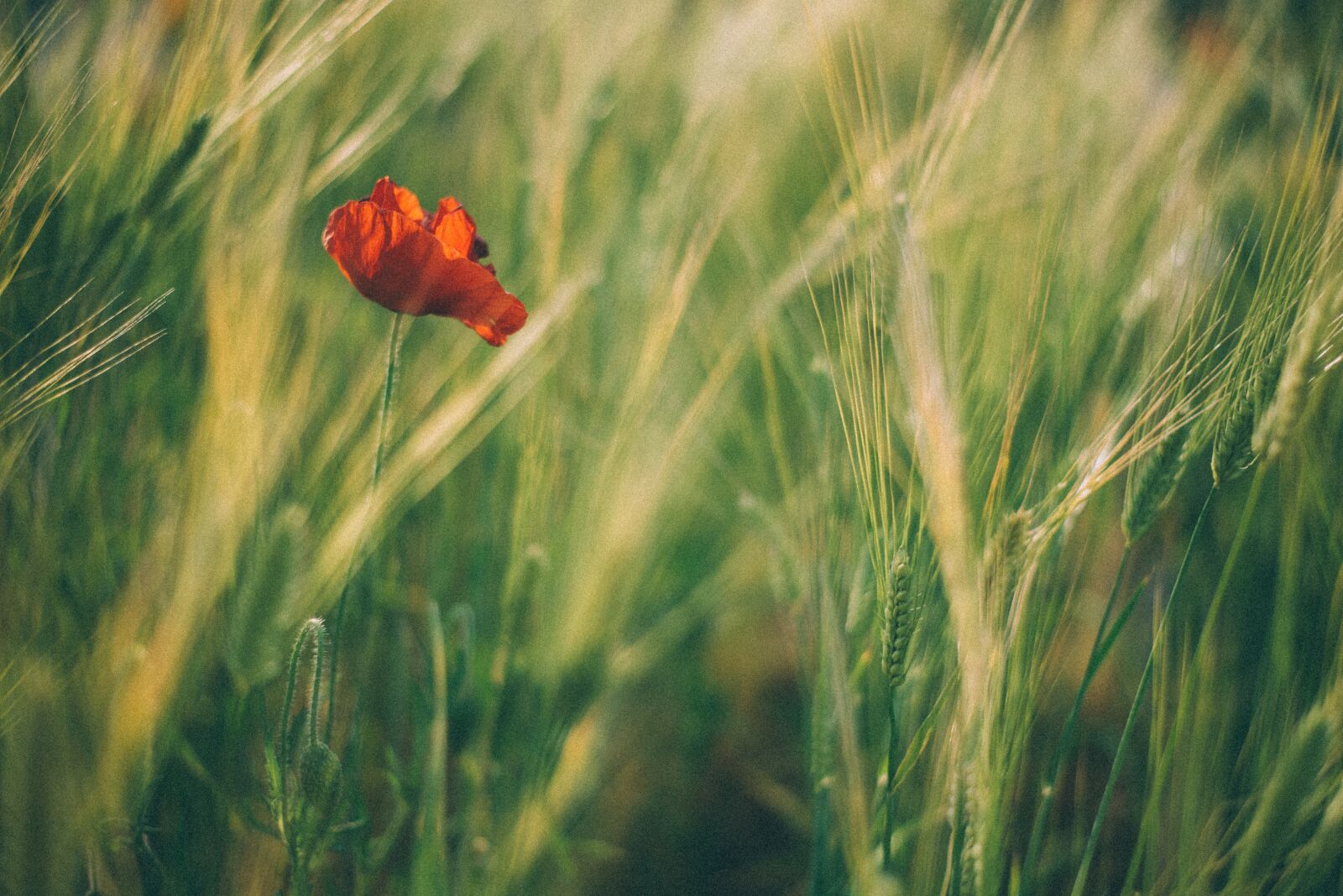 Nikon D750 sample photo. Poppy, yanggwibikkot, plants photography