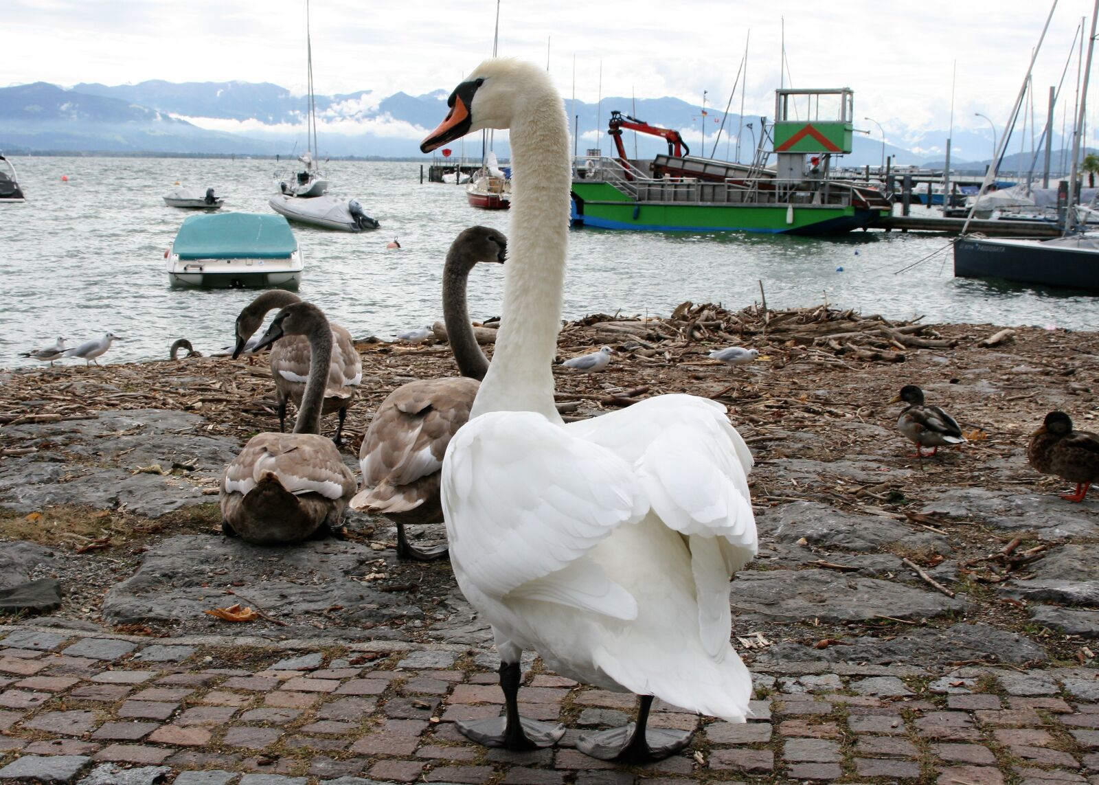 Canon EOS 400D (EOS Digital Rebel XTi / EOS Kiss Digital X) sample photo. Lake, young swans, family photography