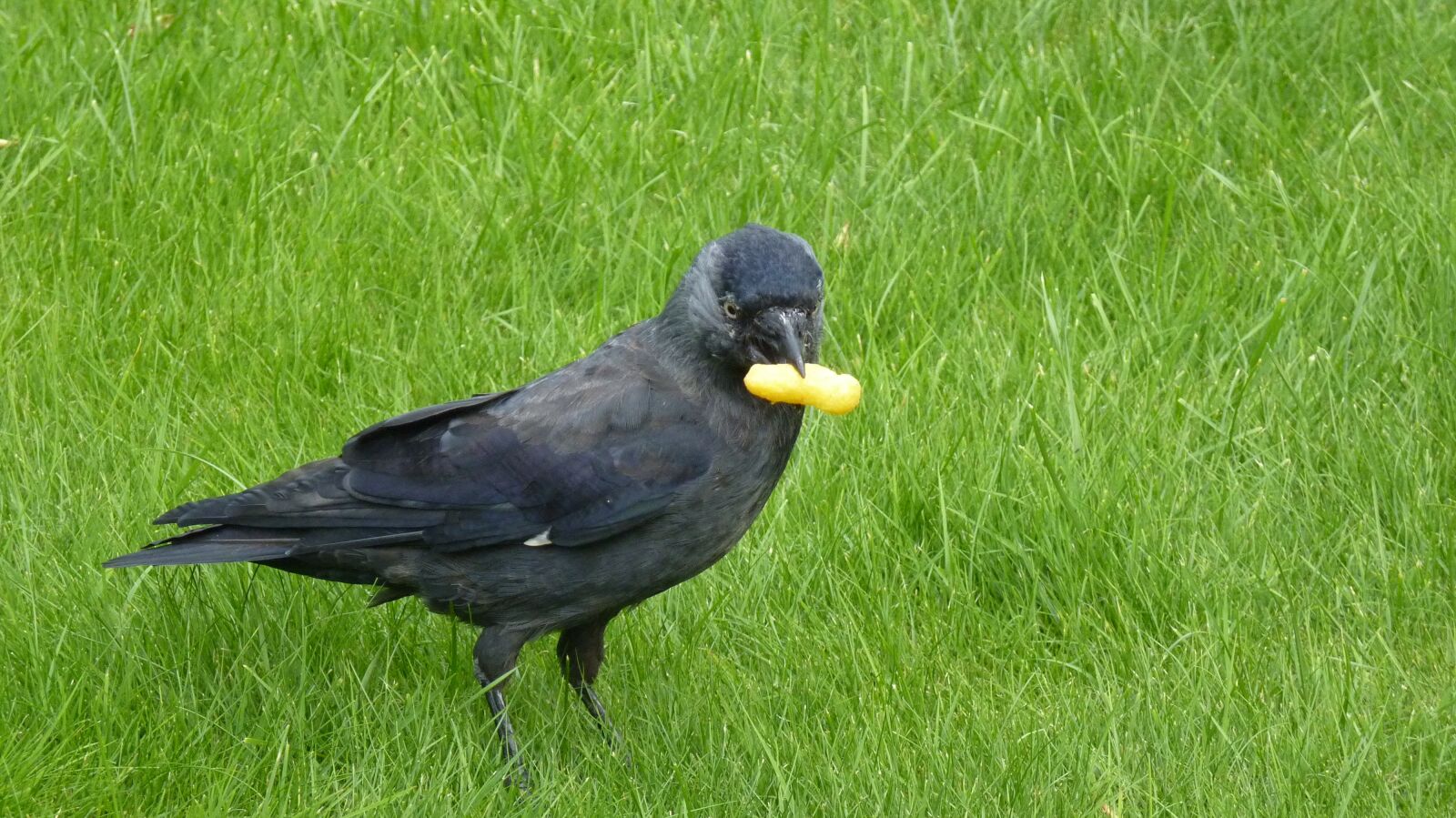 Panasonic Lumix DMC-FZ35 (Lumix DMC-FZ38) sample photo. Jackdaw, bird, songbird photography