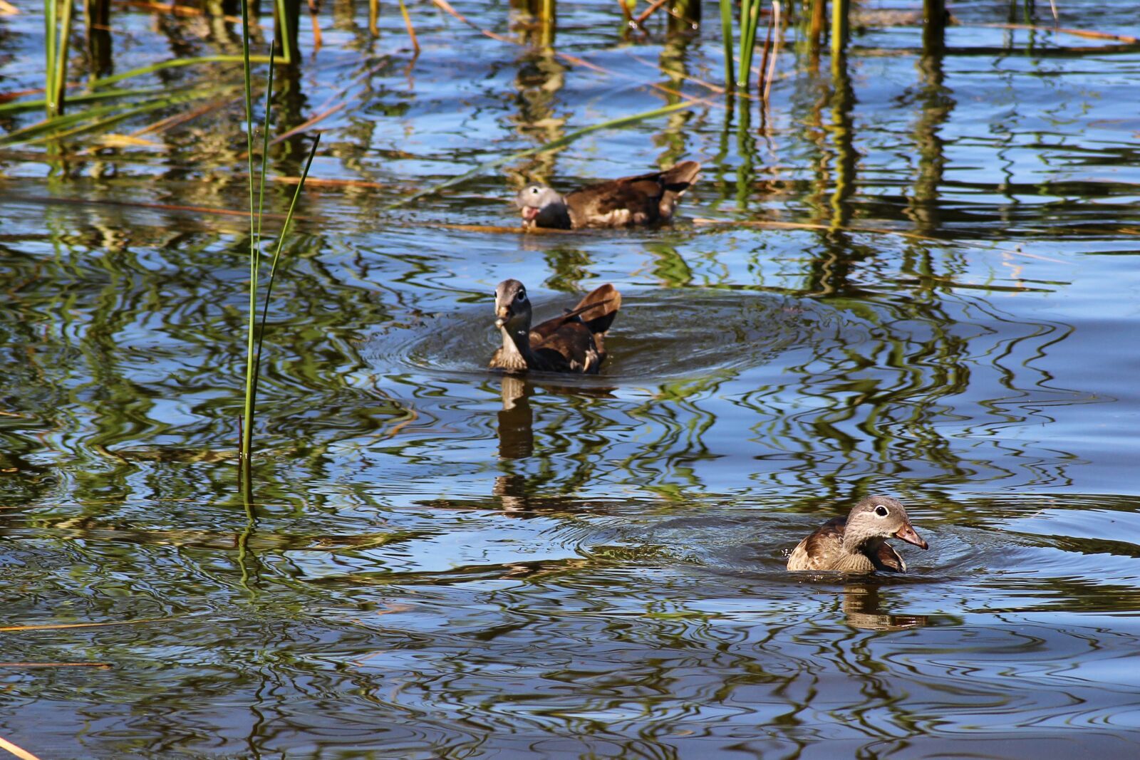 Canon EOS 600D (Rebel EOS T3i / EOS Kiss X5) sample photo. Ducks, gadwall, water bird photography