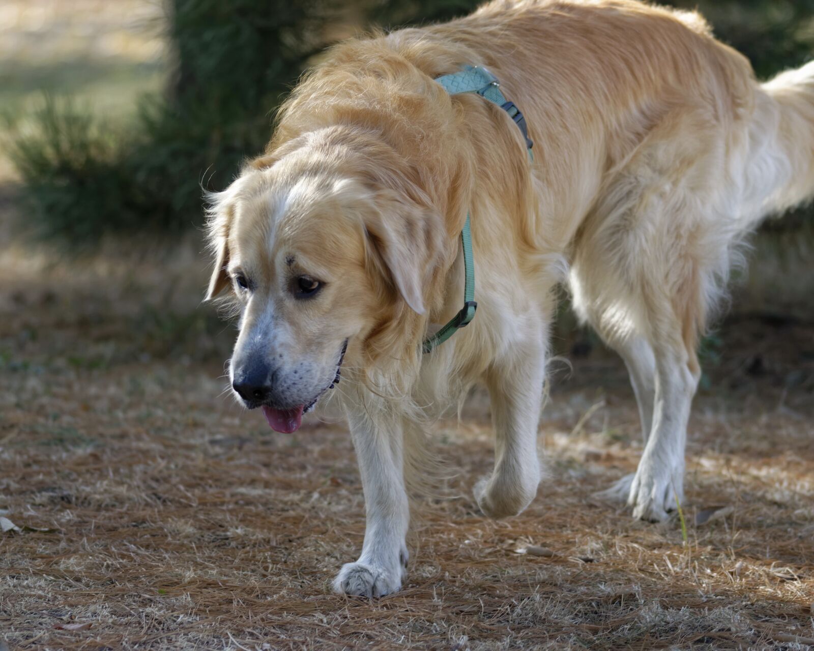 Nikon D5300 sample photo. Dog, pet, domestic photography