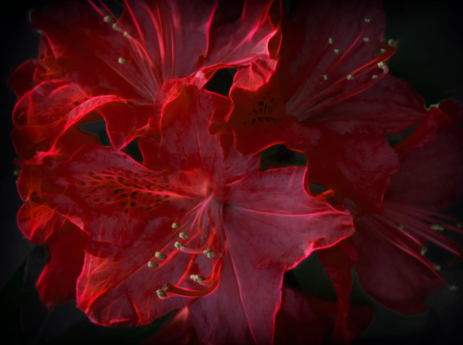 Nikon D3100 sample photo. Color, red, fractalius photography