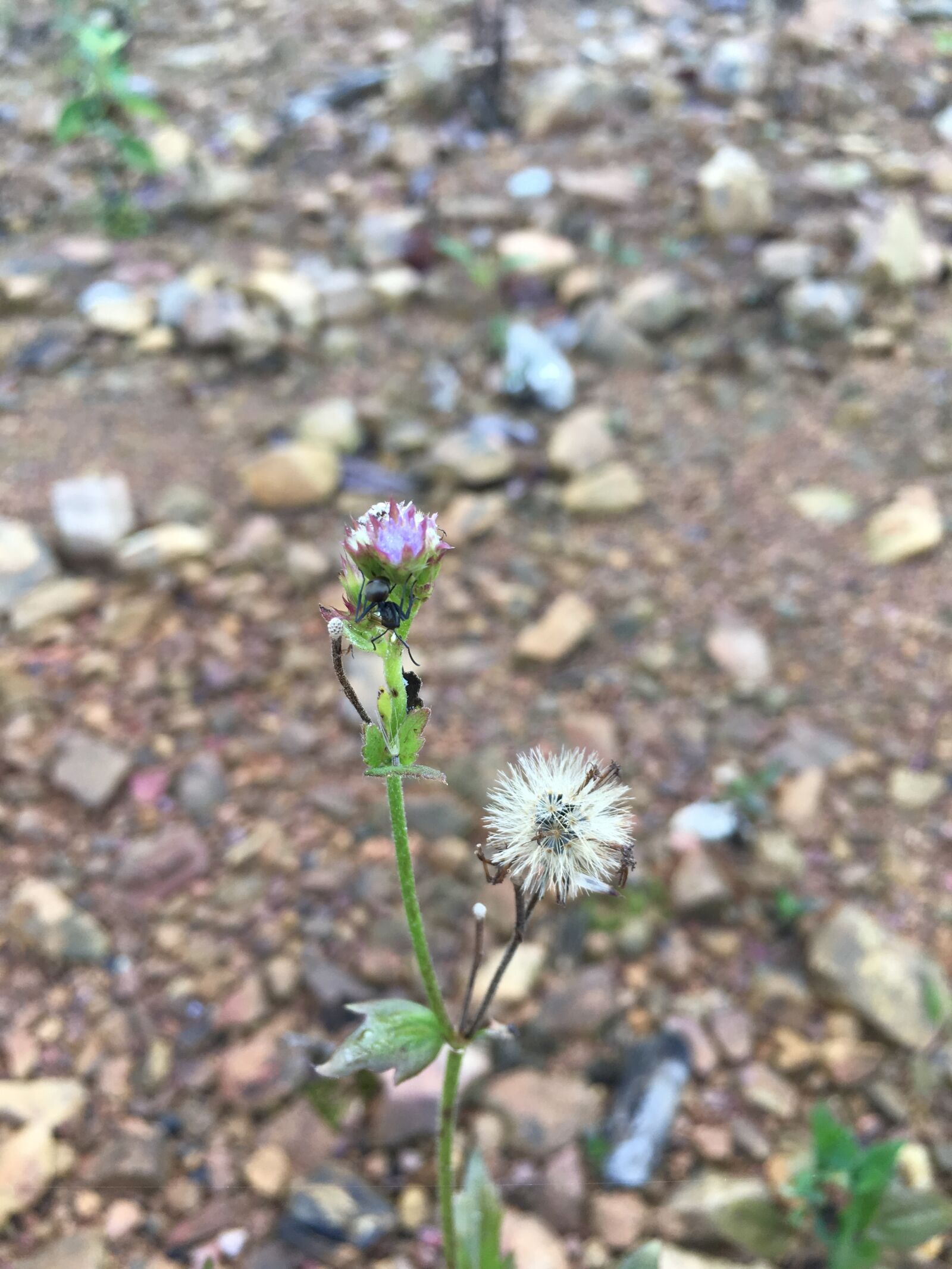 Apple iPhone 6s Plus sample photo. Ant, dandelion, close-up photography