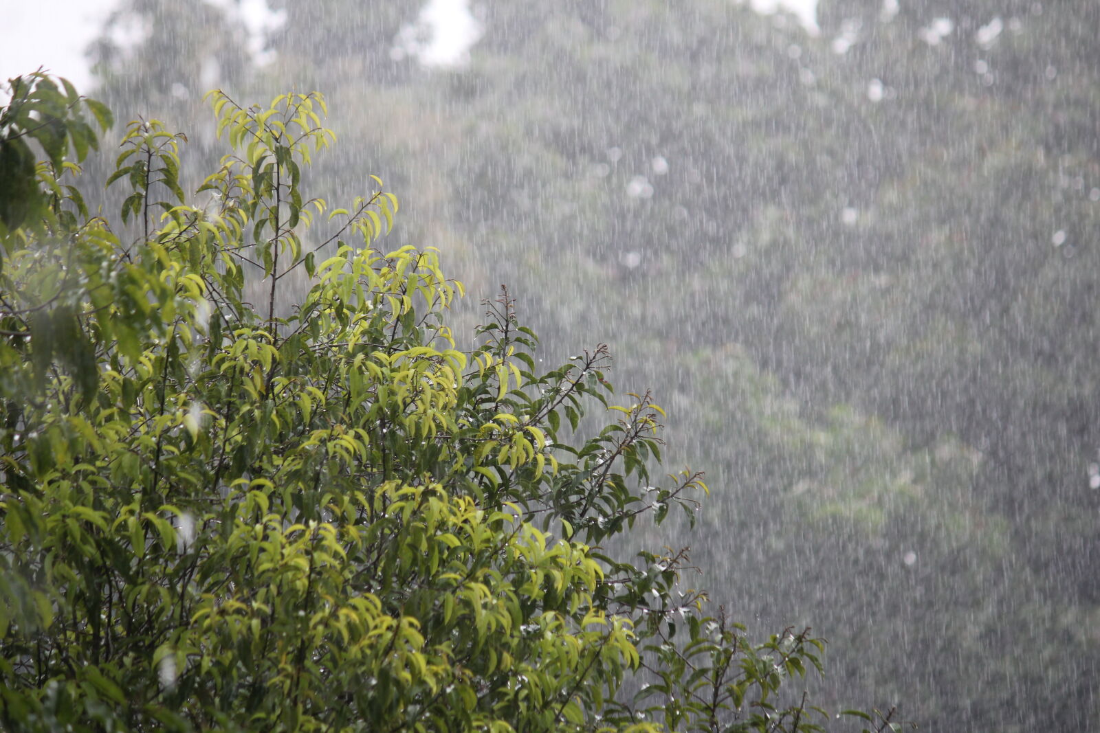 Canon EOS 550D (EOS Rebel T2i / EOS Kiss X4) + Canon EF-S 55-250mm F4-5.6 IS II sample photo. Beautiful, rain, green, rain photography