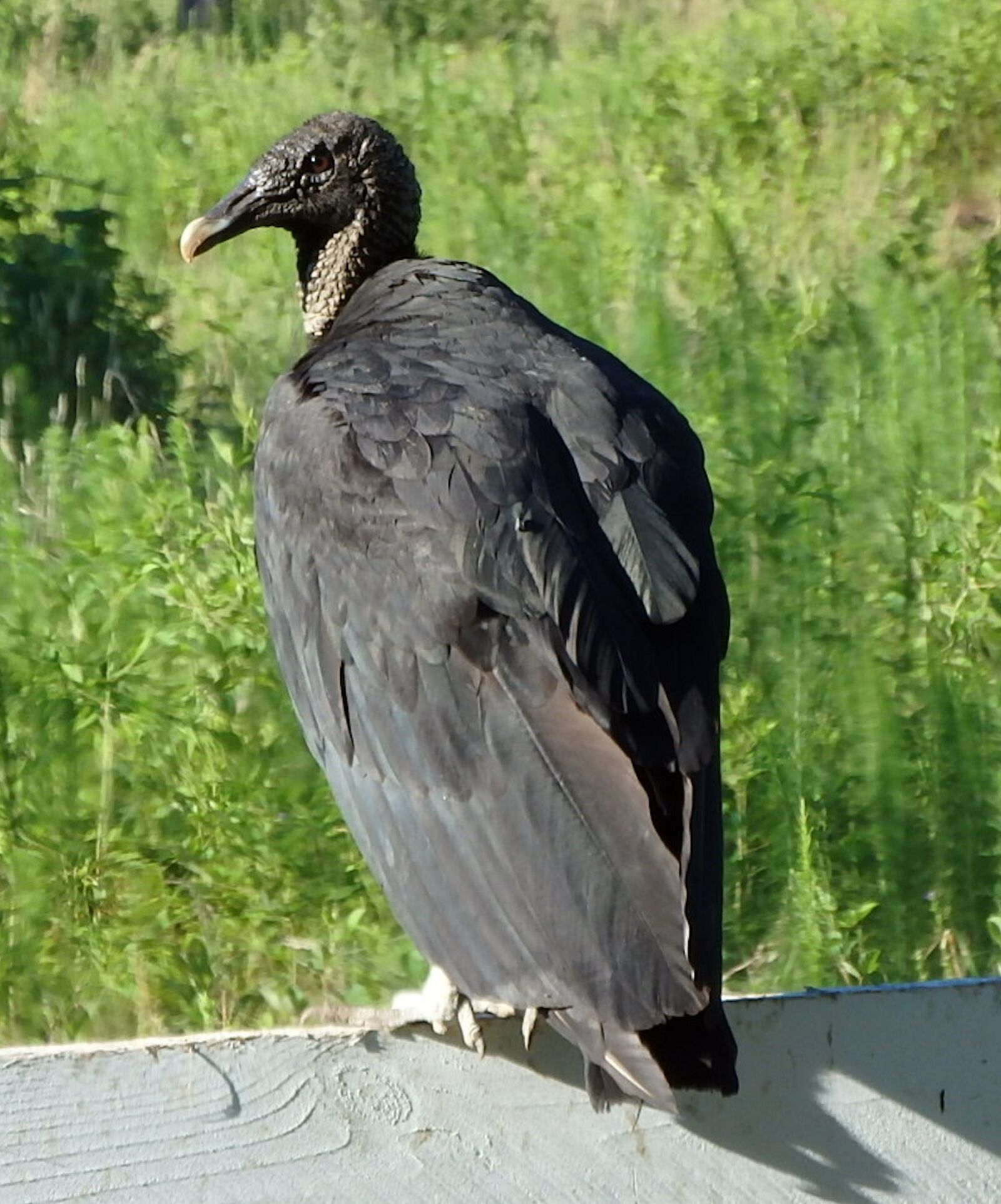 Olympus SP-100EE sample photo. Black vulture, vulture, bird photography