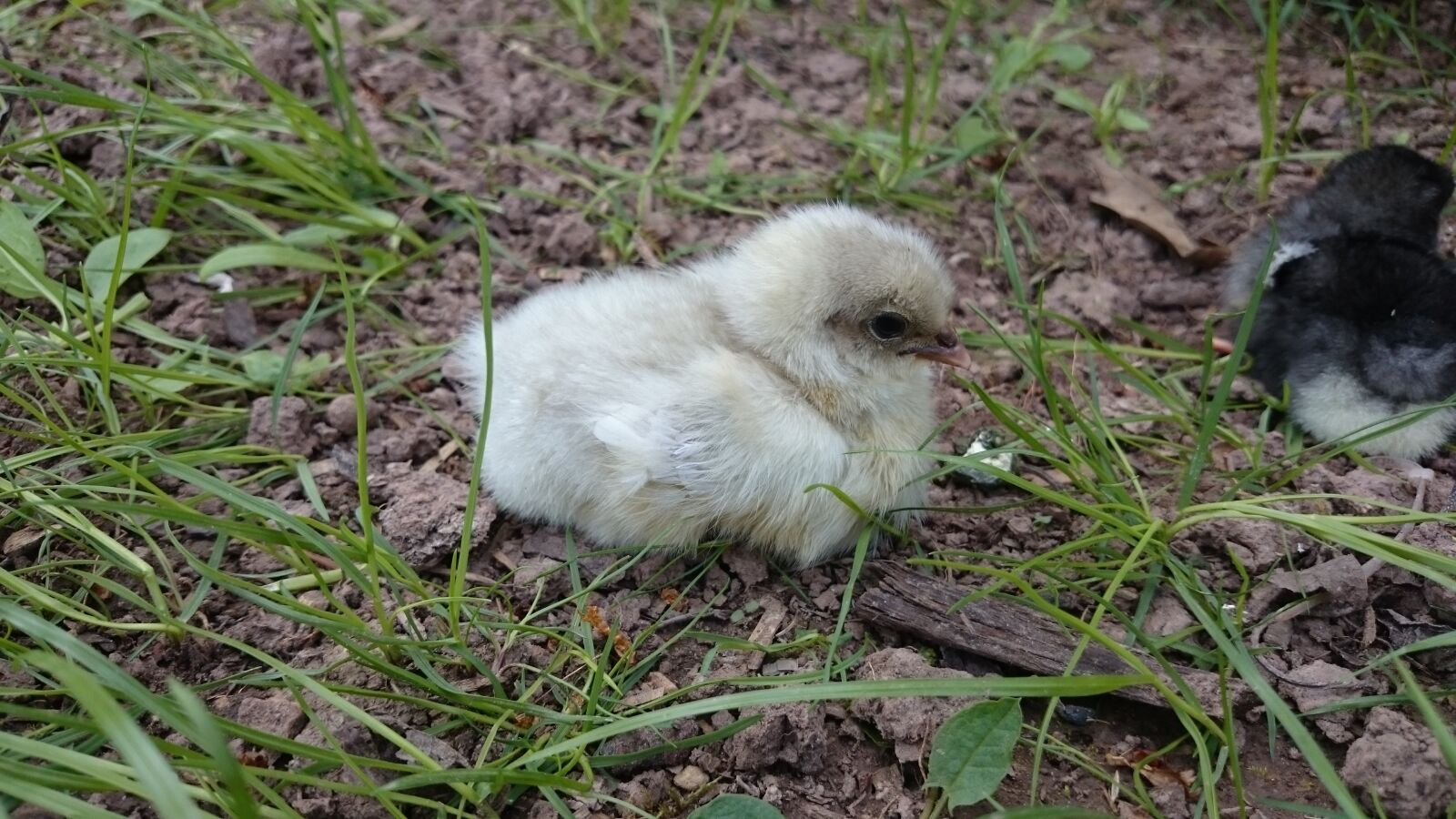 Sony Xperia Z1 Compact sample photo. Jersey giant, blue, chicks photography
