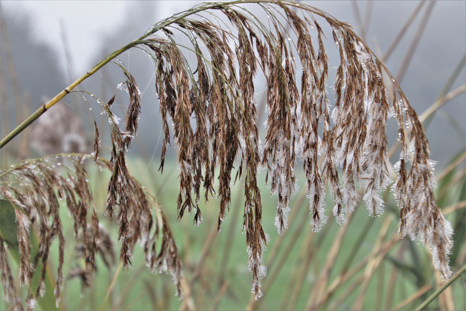 Canon EOS 80D sample photo. Dry grass, the silence photography