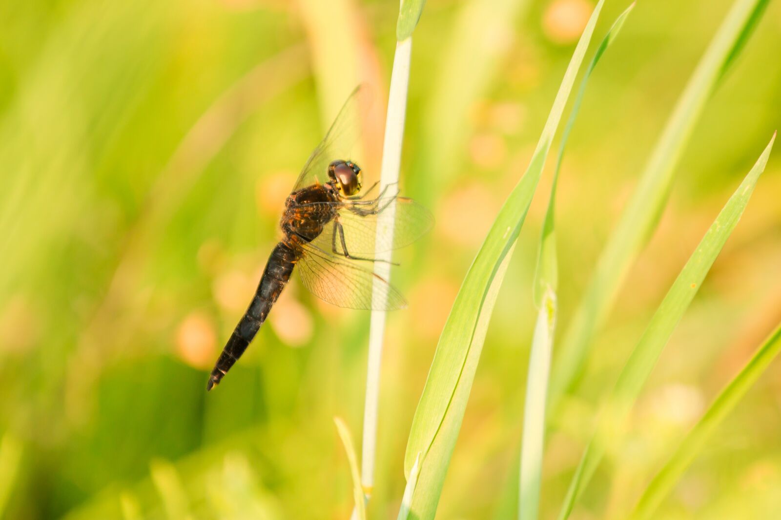 Canon EOS 70D + Canon EF 70-200mm F4L USM sample photo. Insect, nature, grass photography