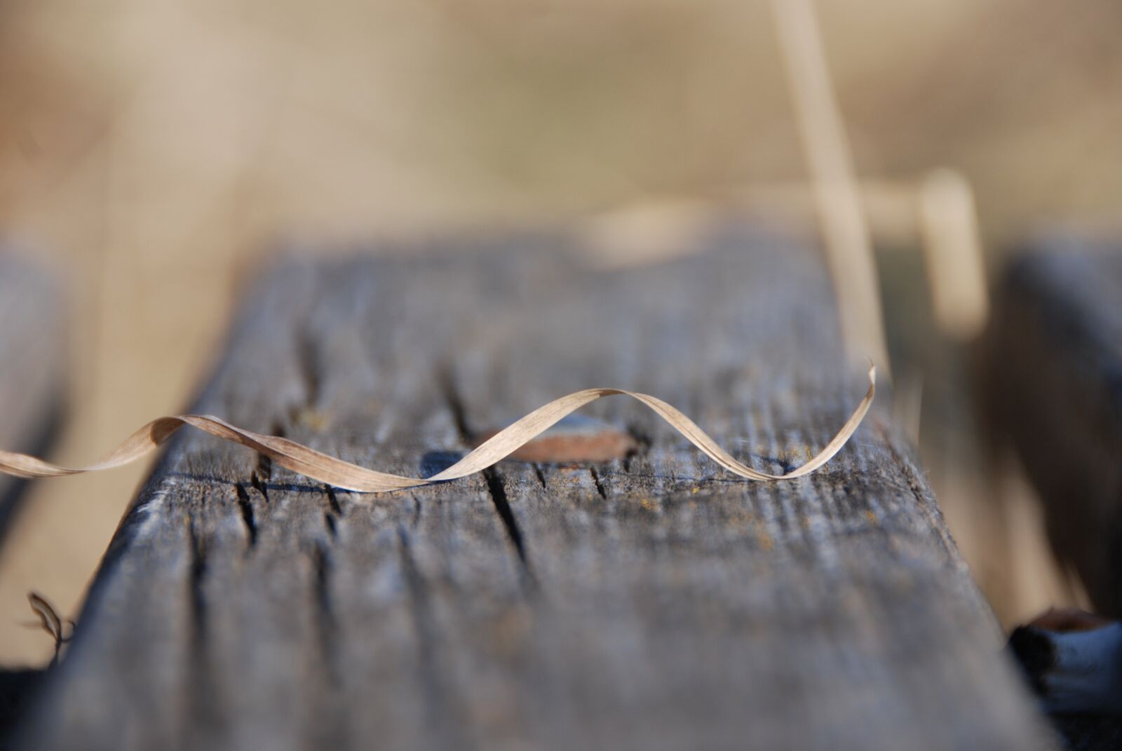 Nikon D80 sample photo. Grass dries up, wood photography