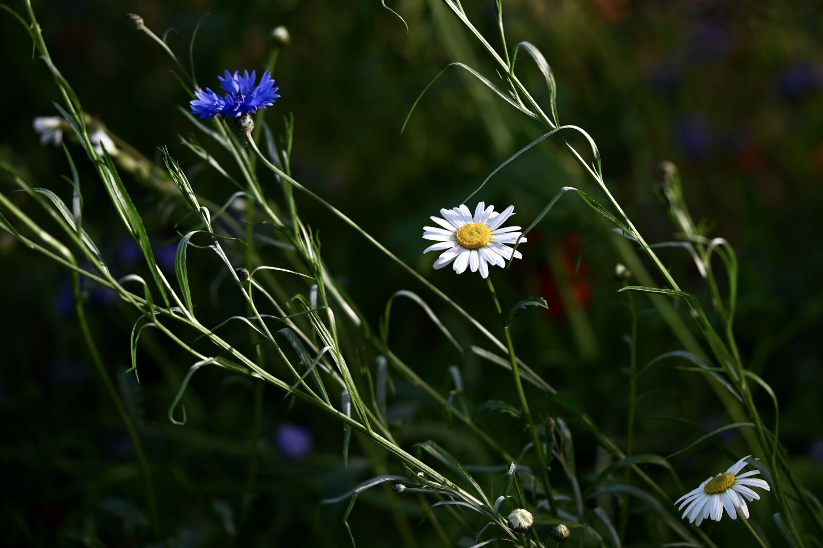 Nikon Z6 sample photo. Cornflower, daisy, flower meadow photography