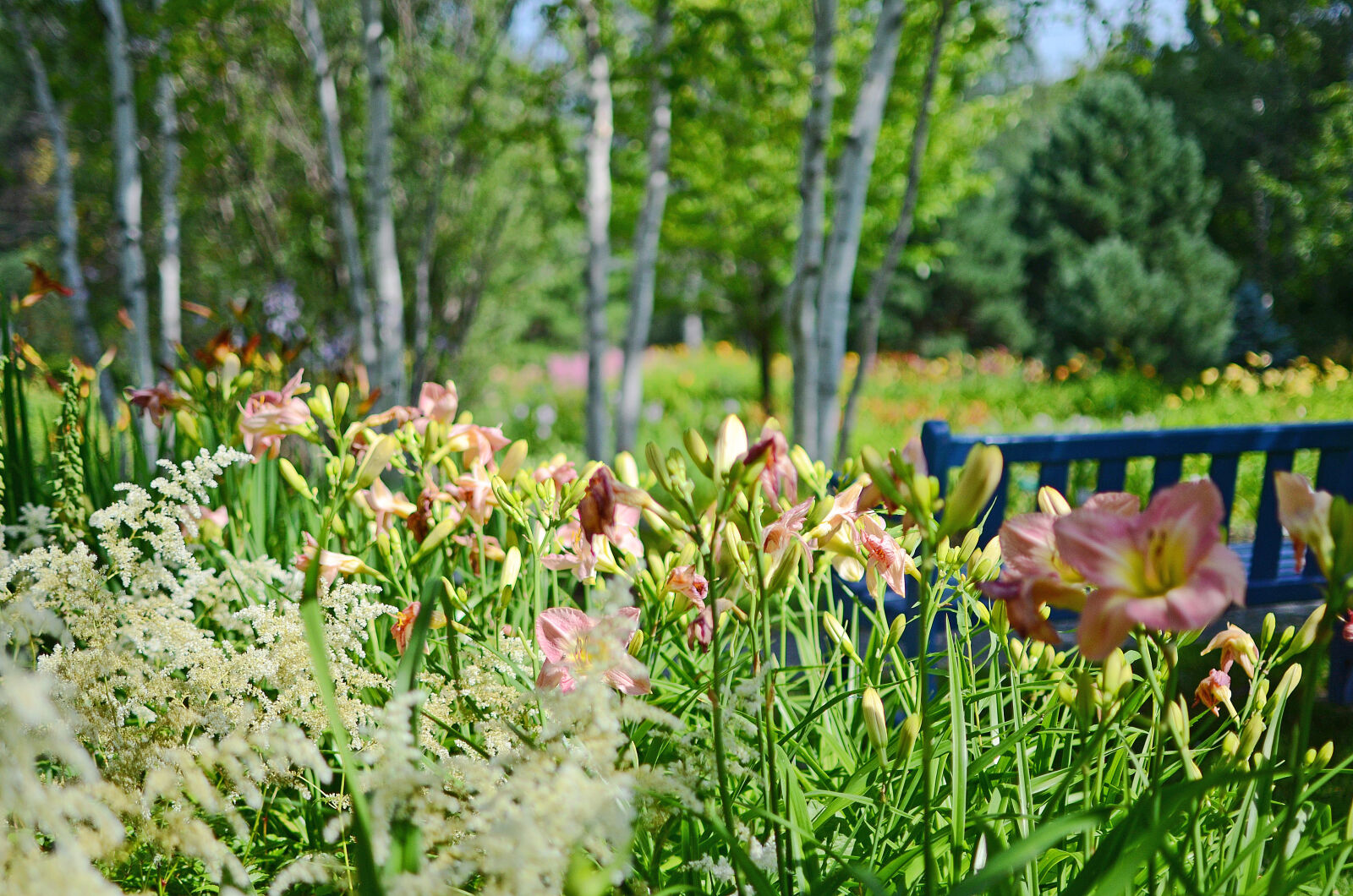 Nikon D7000 + Nikon AF-S DX Nikkor 35mm F1.8G sample photo. Bed, of, flowers, blurry photography