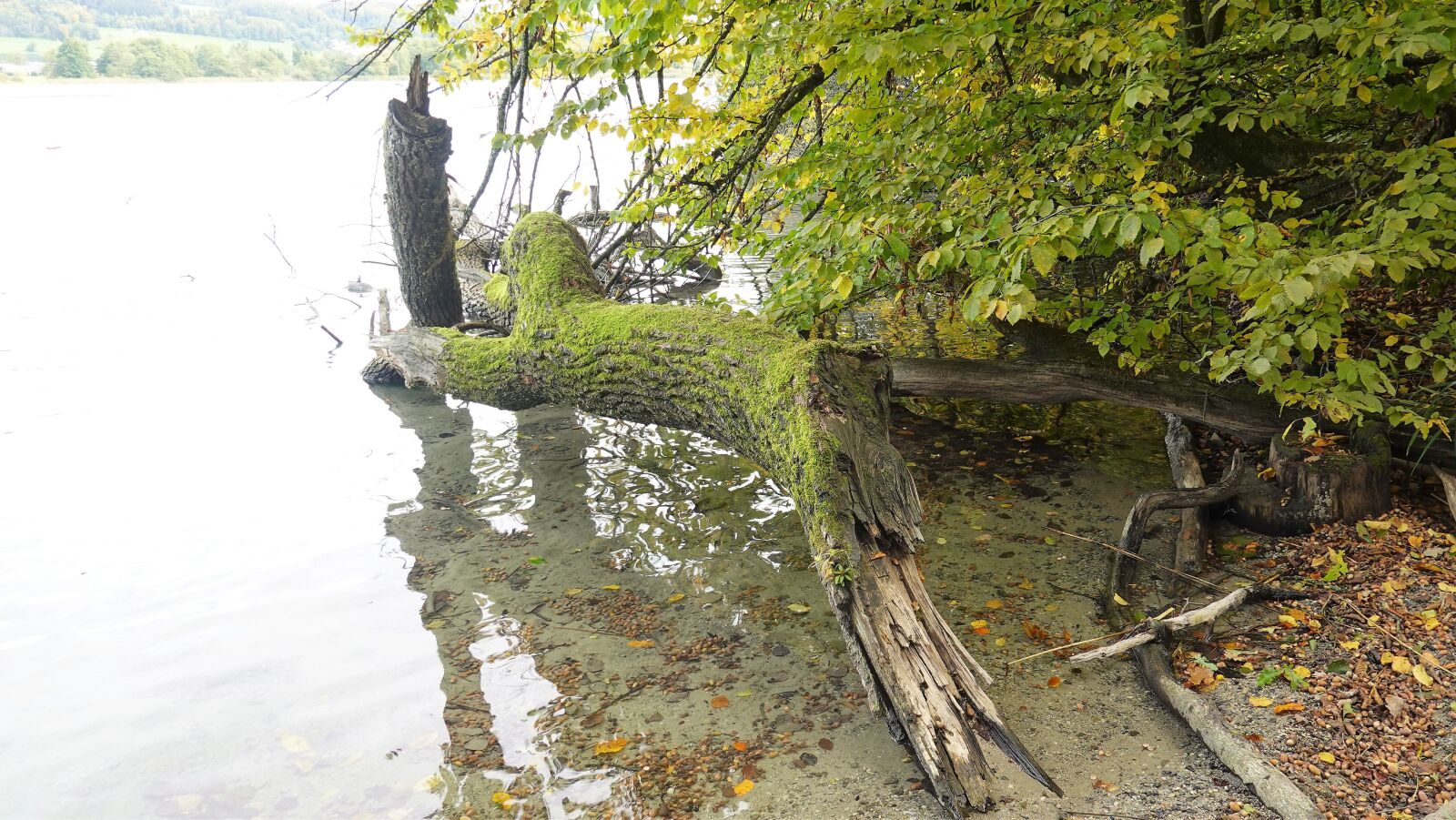 Sony DSC-RX100M7 sample photo. Water, lake, moss photography