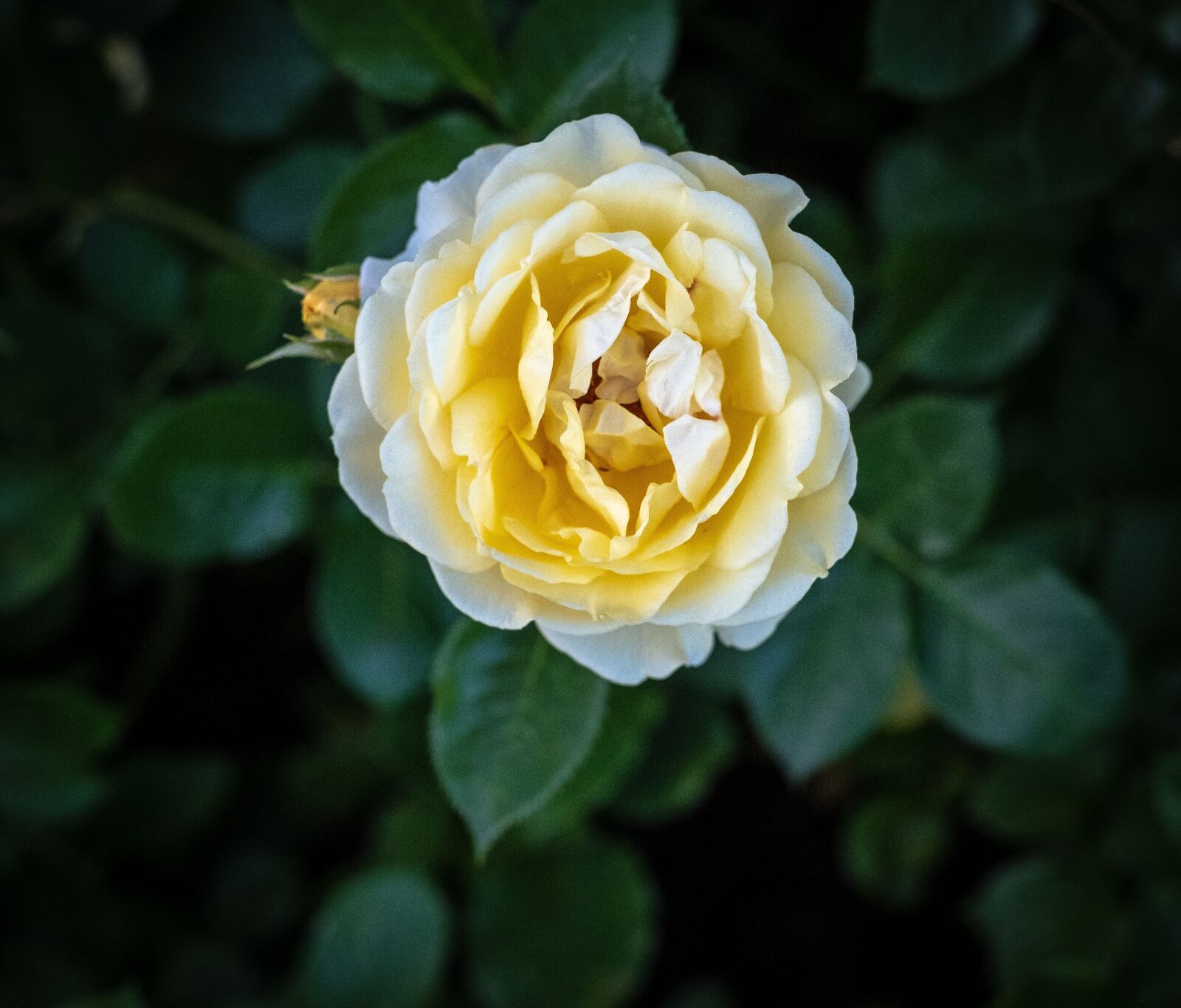 Fujifilm X-T2 + Fujifilm XF 56mm F1.2 R sample photo. Rose, bloom, flower photography