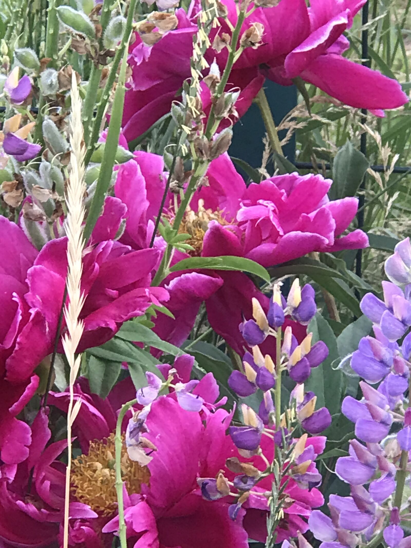 Apple iPhone 7 Plus sample photo. Peony, lupine, grass photography