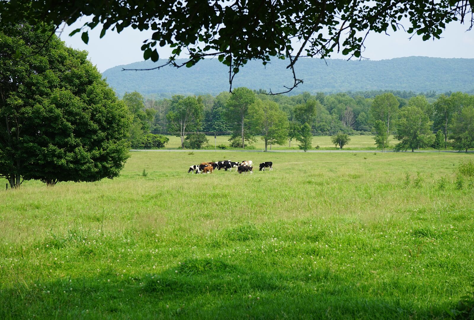 Sony a7 sample photo. Cows, vermont, dairy cows photography
