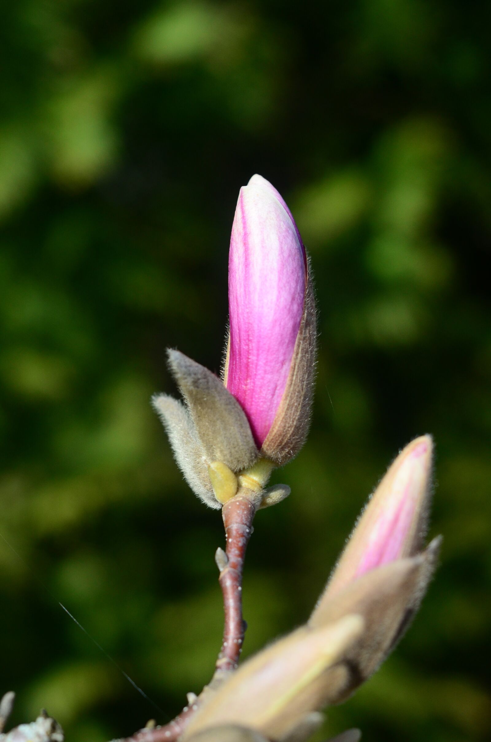 Nikon D7000 sample photo. Magnolia, bud, magnolia blossom photography