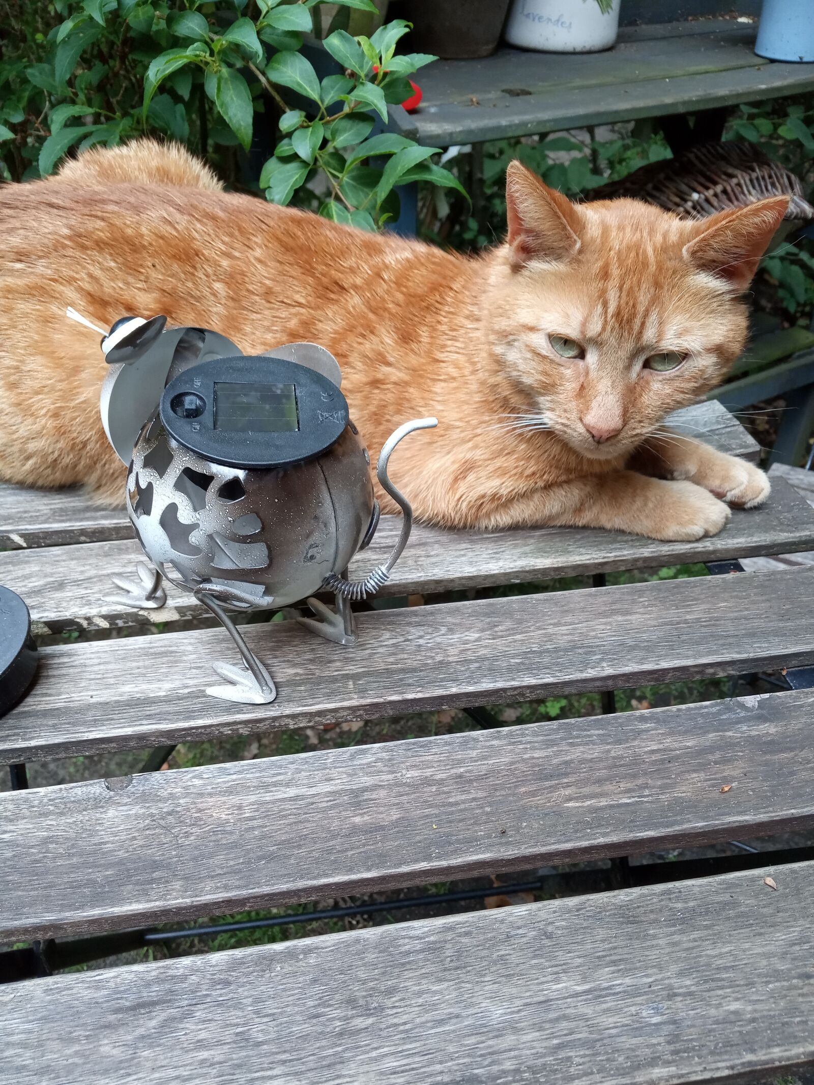 Xiaomi Redmi 6A sample photo. Cat, cat on table photography