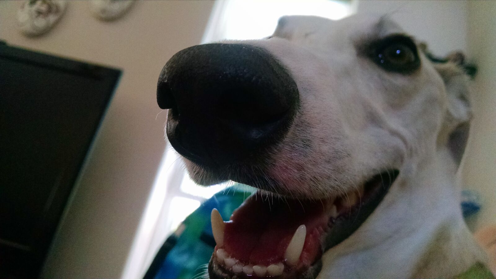 Motorola XT1080 sample photo. Blurred, dog, doggo, dogs photography
