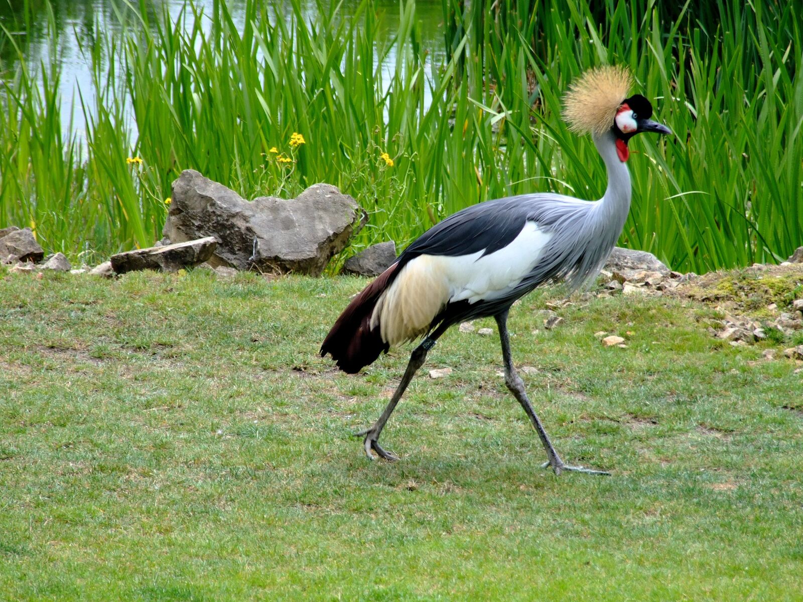 Fujifilm FinePix S6500fd sample photo. Bird, animal world, nature photography