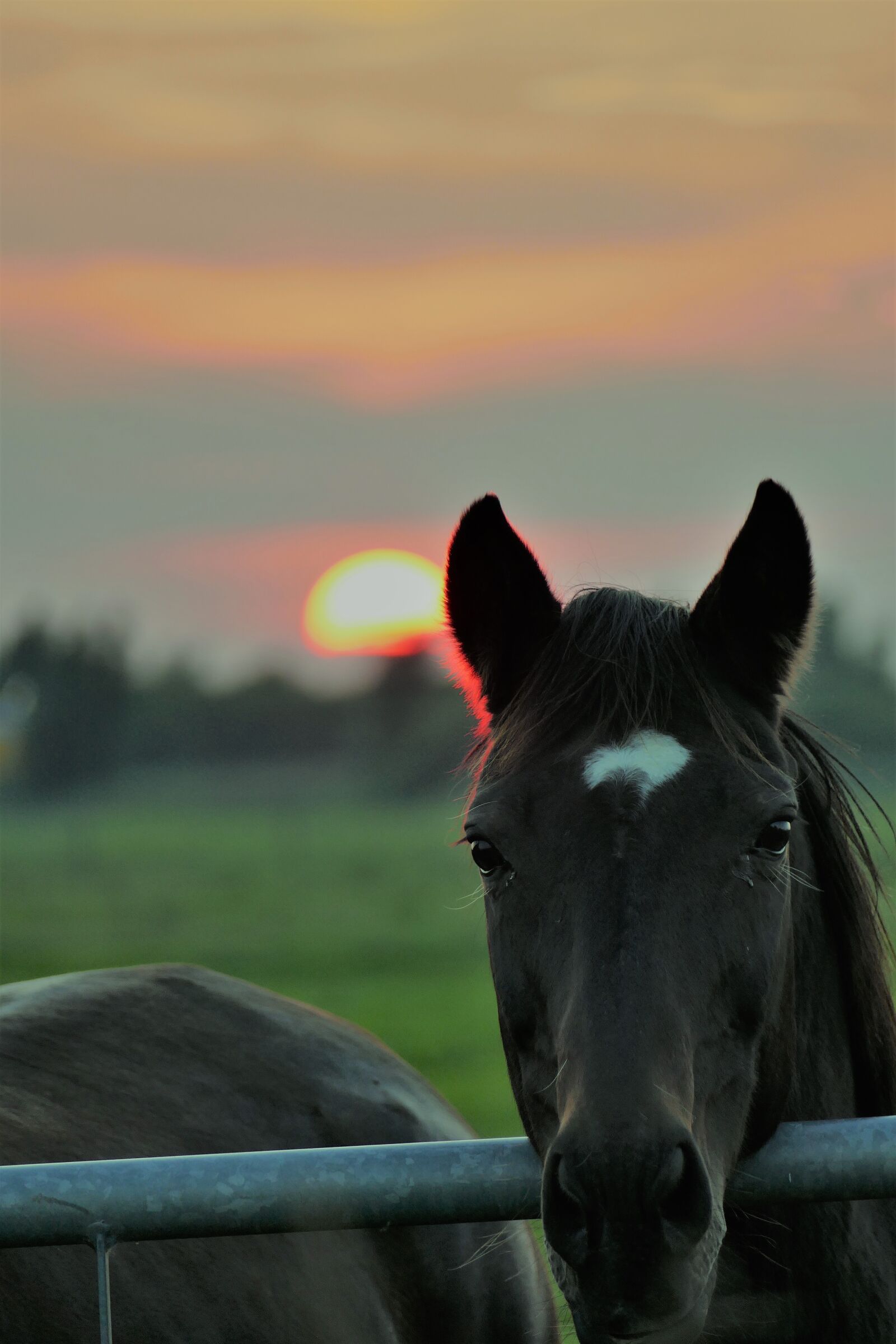 Panasonic Lumix DMC-FZ1000 sample photo. Sunset, horse, dusk photography