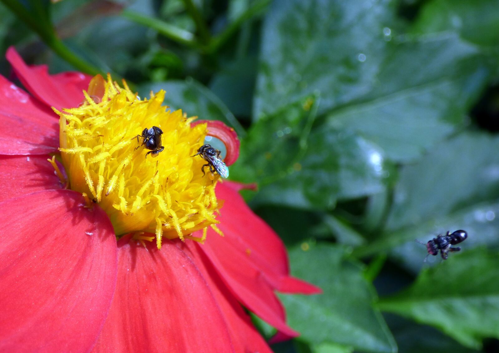 Panasonic Lumix DMC-FZ70 sample photo. Bee, insect, nectar photography