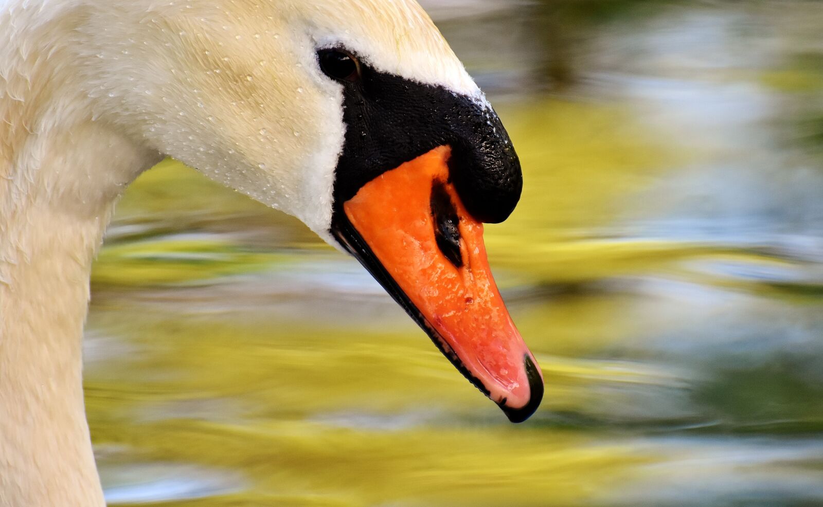 Nikon D7200 sample photo. Swan, water bird, nature photography