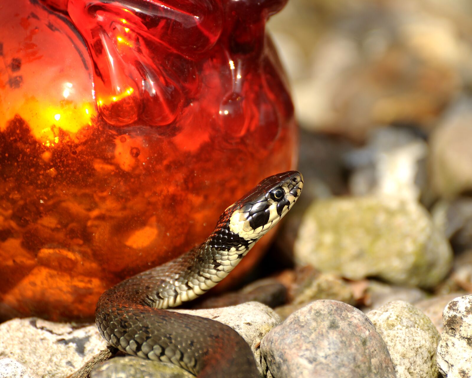 Nikon D3S sample photo. Snake, grass snake, reptile photography
