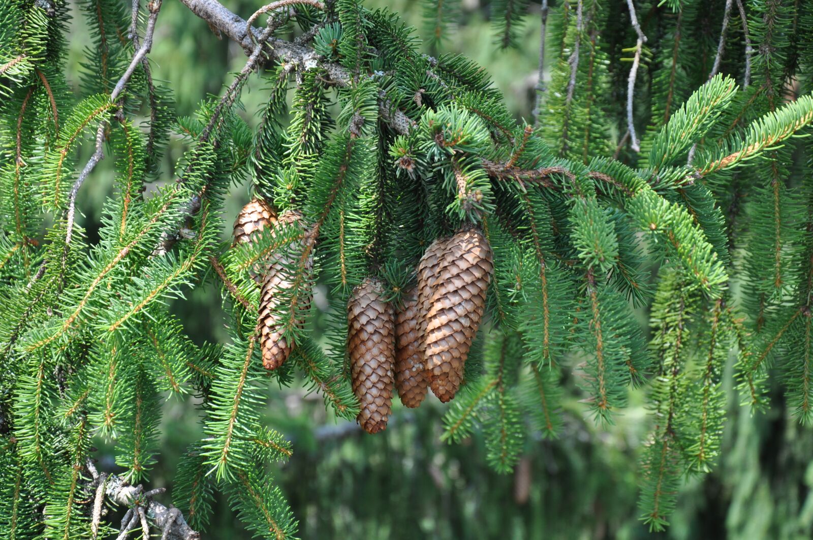 Nikon D90 sample photo. Fir cones, evergreen, nature photography
