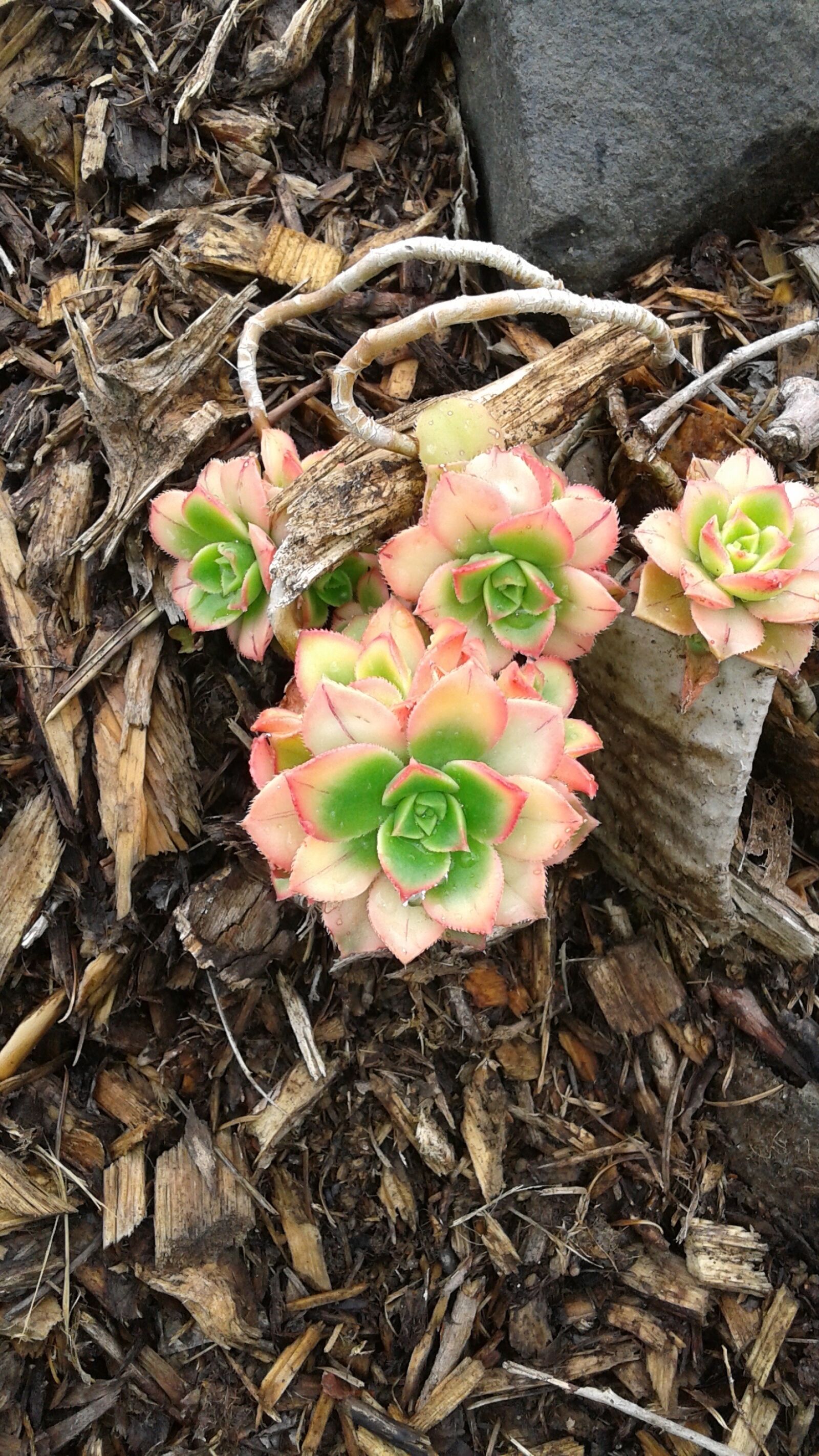 Samsung Galaxy Core sample photo. Hens and chicks, flower photography