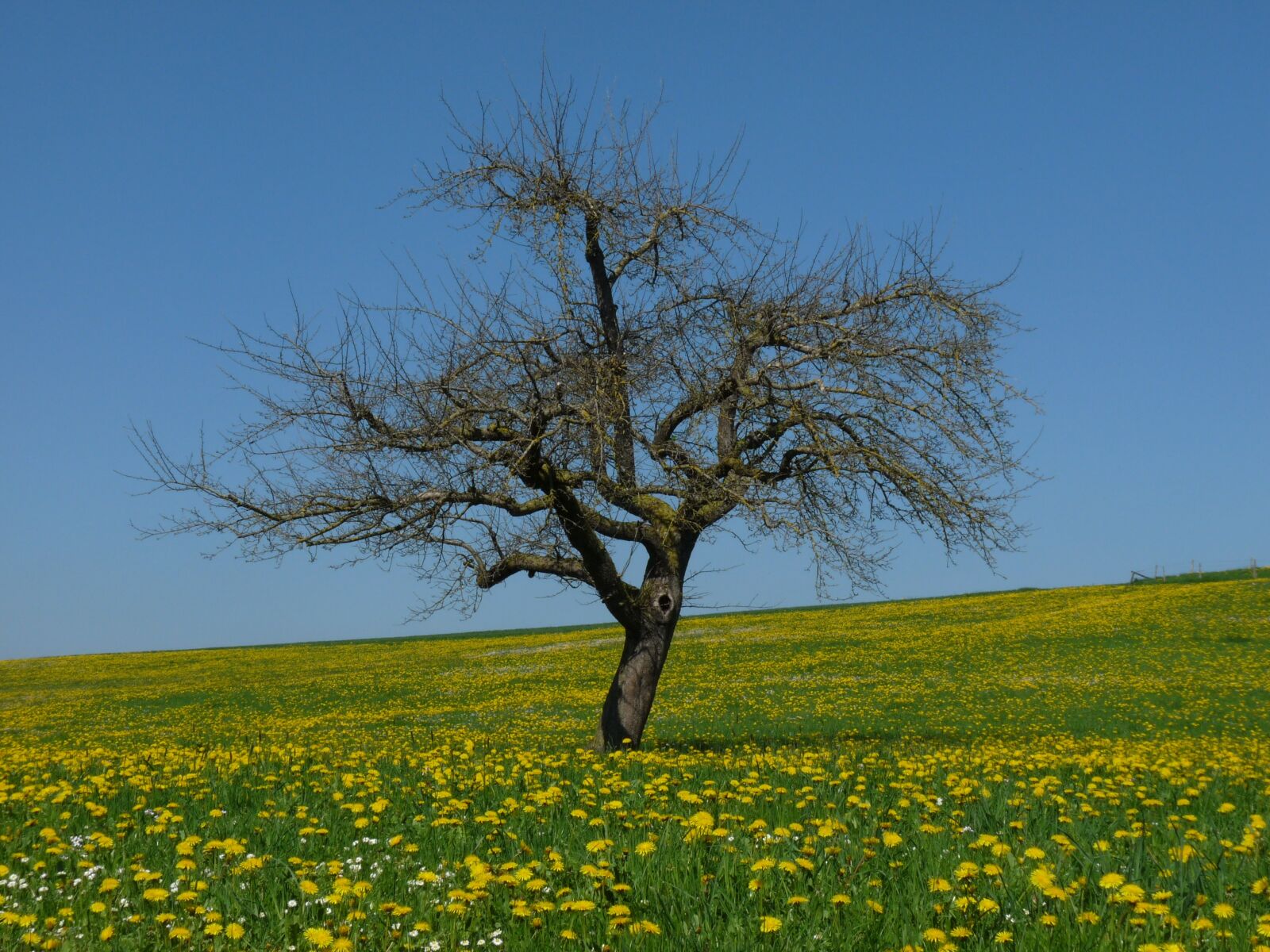 Panasonic Lumix DMC-FZ28 sample photo. Dandelion, meadow, tree photography