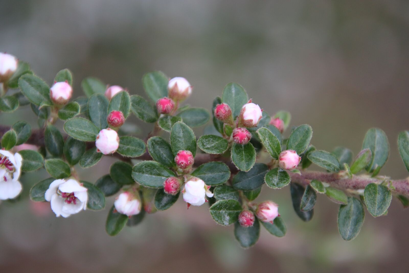 Canon EOS 800D (EOS Rebel T7i / EOS Kiss X9i) sample photo. Buds, flowers, tree photography