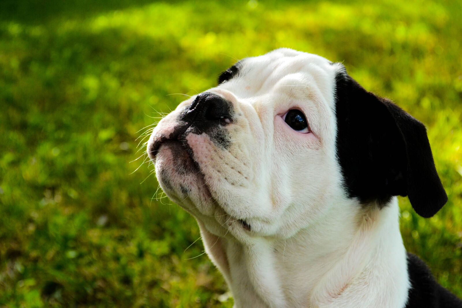 Nikon D3100 sample photo. Bulldog, dog, animal photography